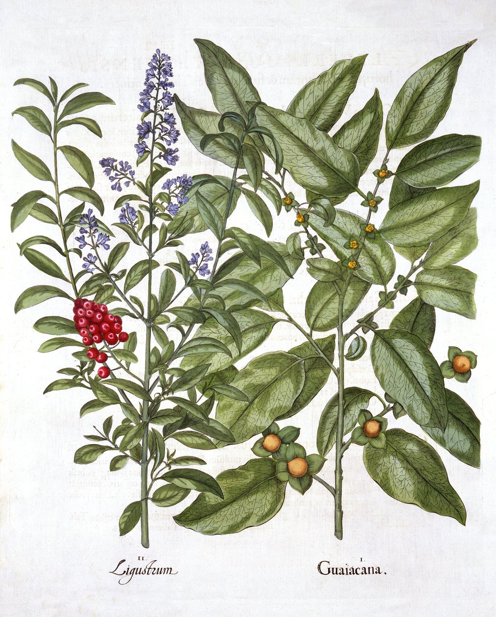 Guaiacum i Privet chiński, z Hortus Eystettensis, Basil Besler (1561-1629), wyd. 1613 (grawerowanie ręcznie kolorowane) autorstwa German School