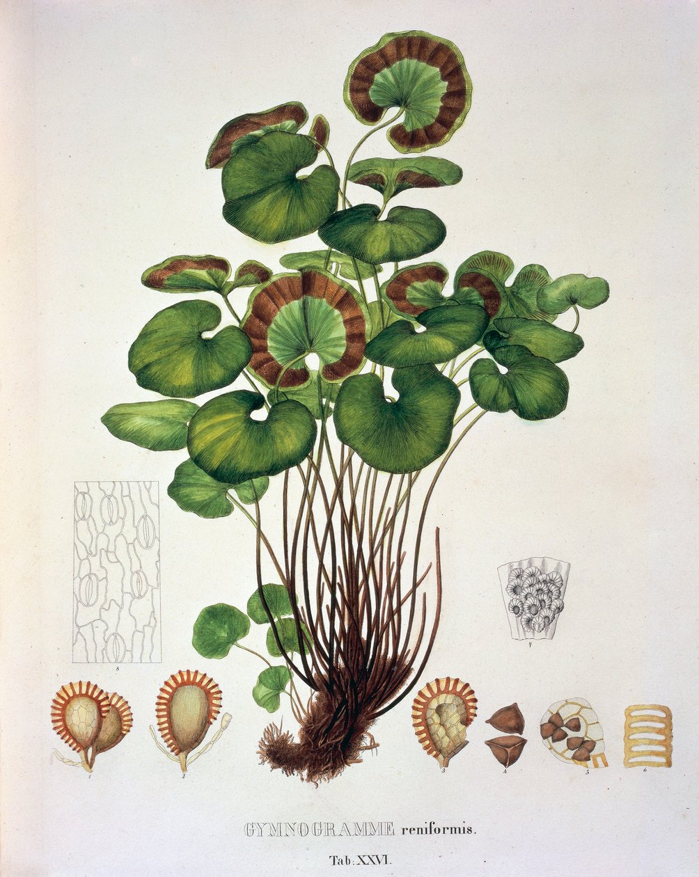 Gymnogramme Reniformis, stół XXVI z 