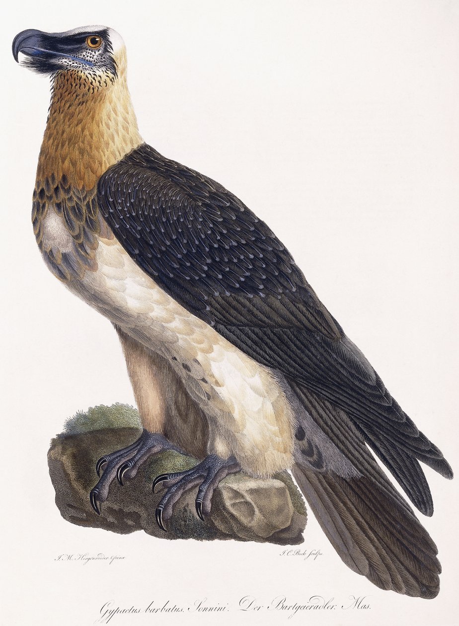 Gypaetus barbatus Sonnini autorstwa German School
