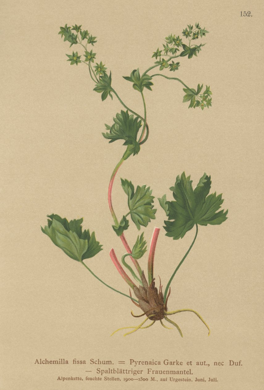 Bezwłosy płaszcz damski (Alchemilla fissa, Alchemilla Pyrenaica) autorstwa German School