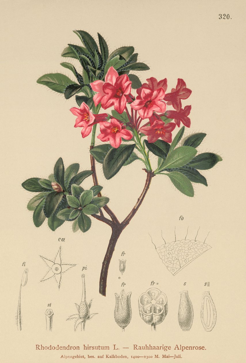 Owłosiona róża alpejska (Rhododendron hirsutum) autorstwa German School