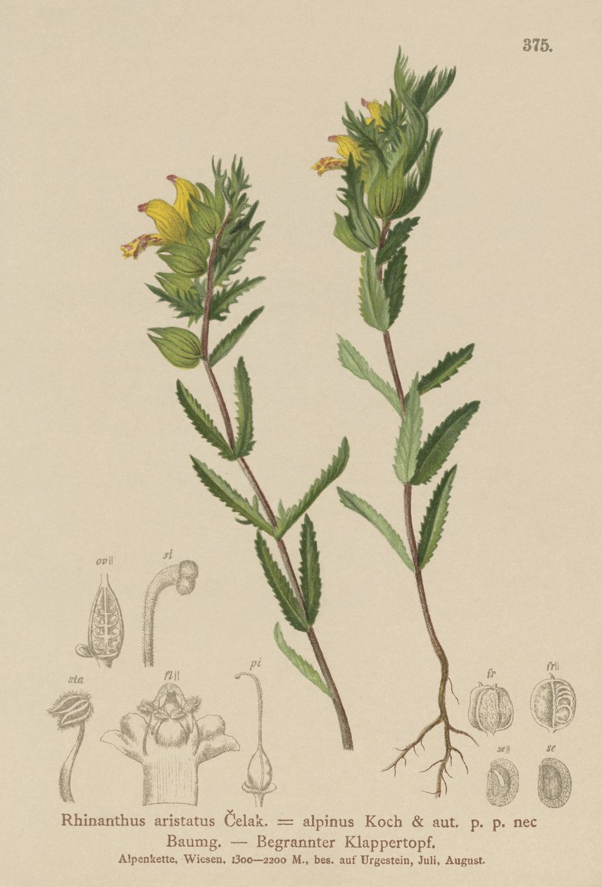 Owłosiona żółta grzechotka (Rhinanthus aristatus, Rhinanthus alpinus) autorstwa German School