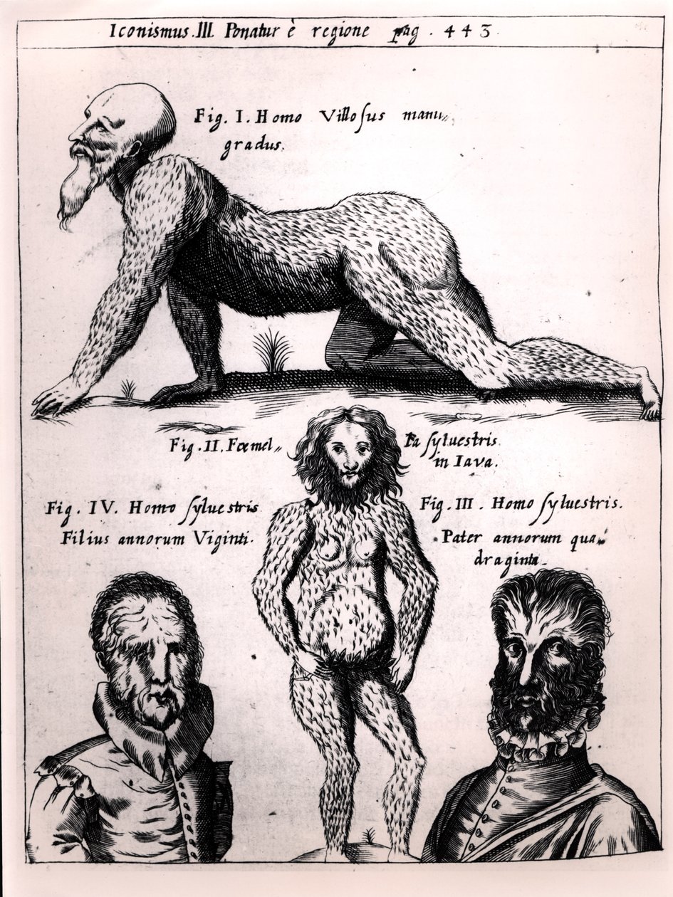 Włochaty człowiek i Dziki człowiek, ilustracja z Physica Curiosa autorstwa Gaspara Schotta (1608-66) autorstwa German School