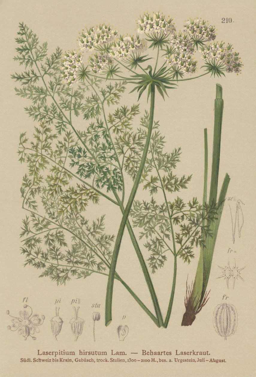 Hallers Sermountain (Laserpitium hirsutum, Laserpitium haller, Laserpitium panax) autorstwa German School