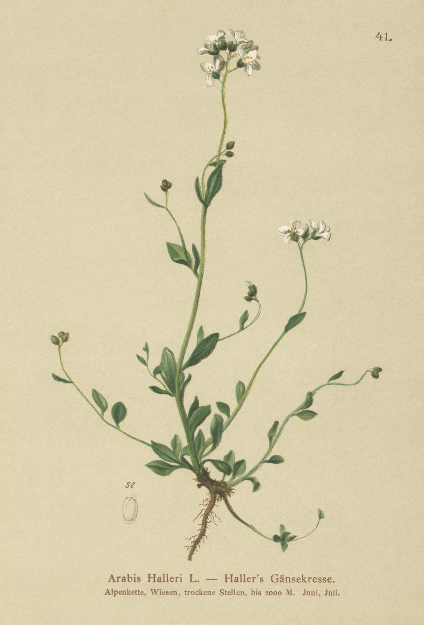 Hallers Rzeżucha (Arabis Haller) autorstwa German School