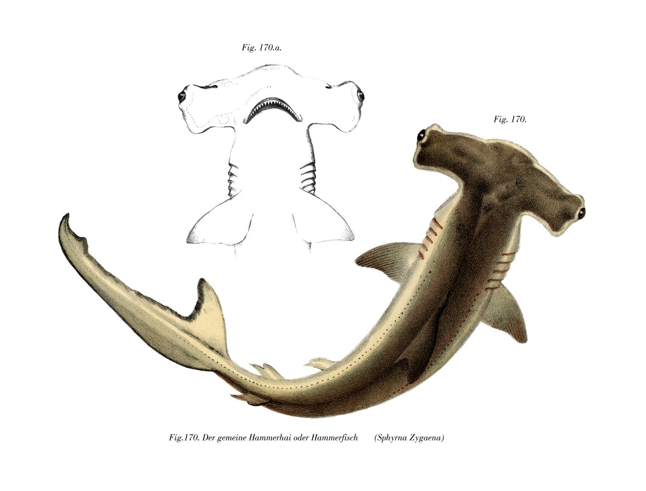 Hammerhead (kolor lito) autorstwa German School