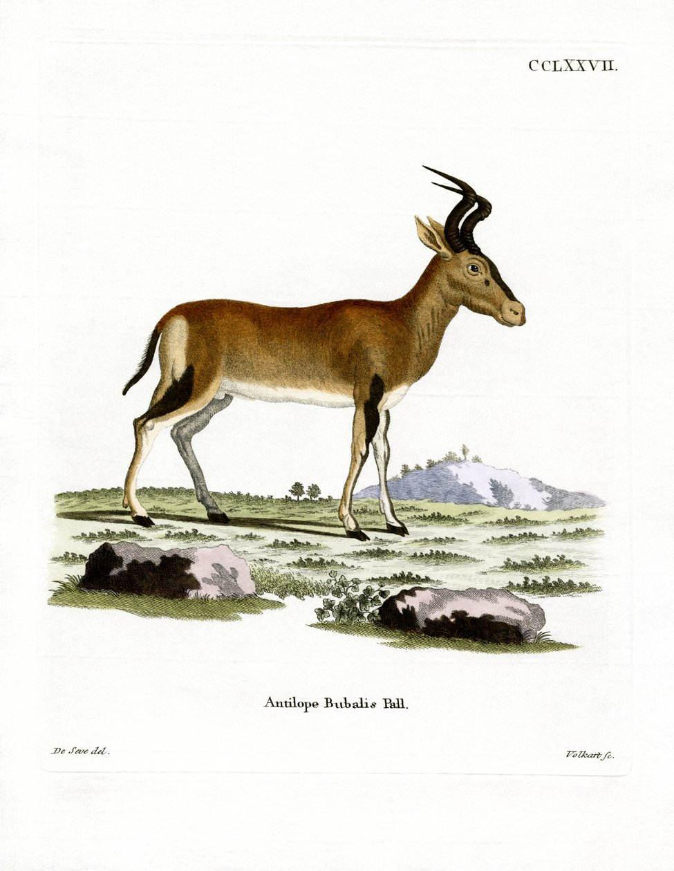 Hartebeest (kolorowy grawerunek) autorstwa German School