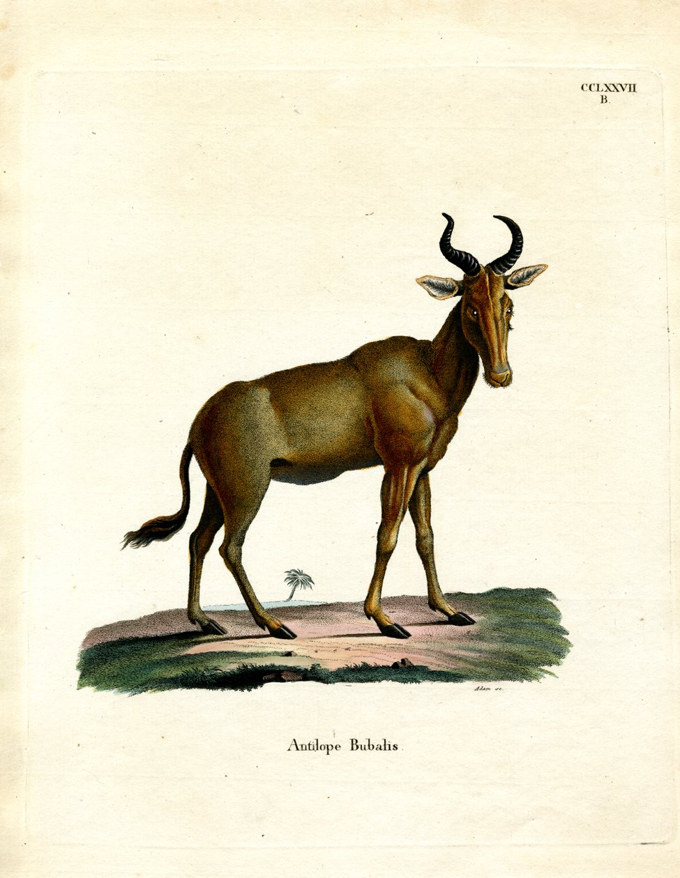 Hartebeest (kolorowy grawerunek) autorstwa German School