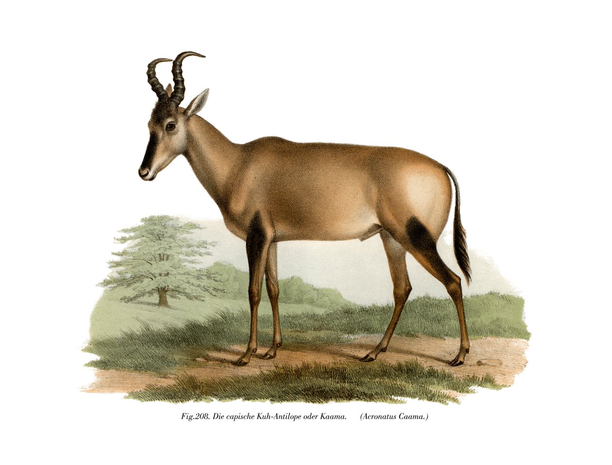 Hartebeest, 1860 autorstwa German School