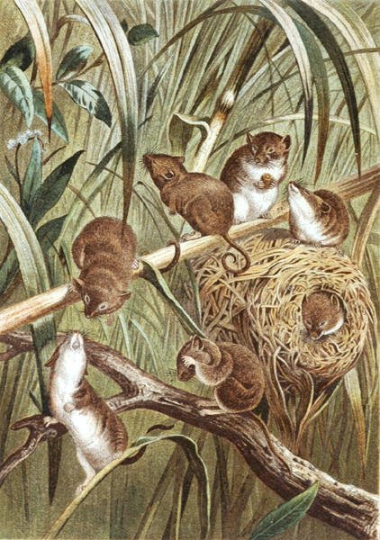 Harvest Mouse, płyta z "Brehms Tierleben: Allgemeine Kunde des Tierreichs", vol.2, s.515, wyd. Bibliographisches Institut autorstwa German School
