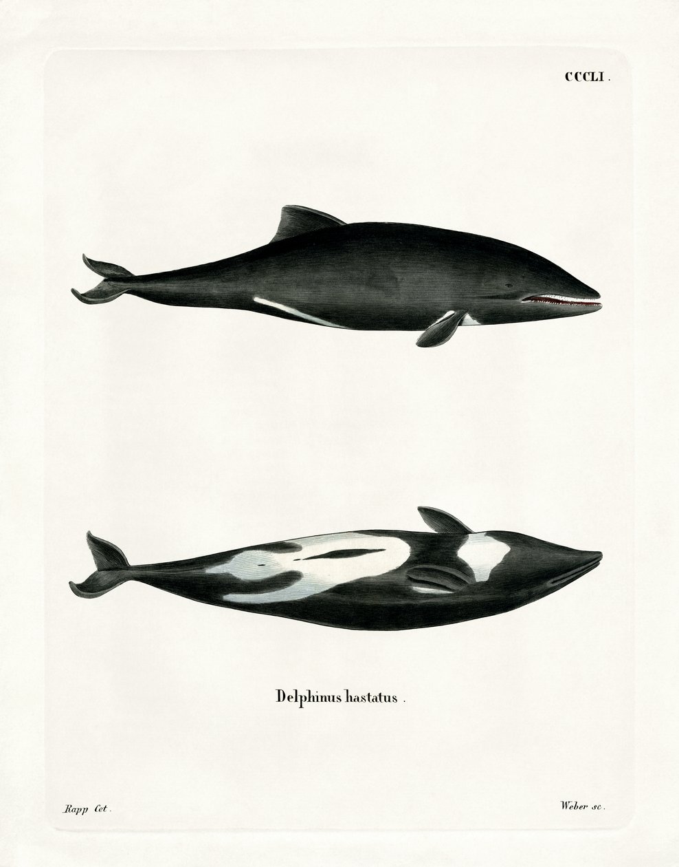 Delfin Haviside (kolorowy grawerunek) autorstwa German School