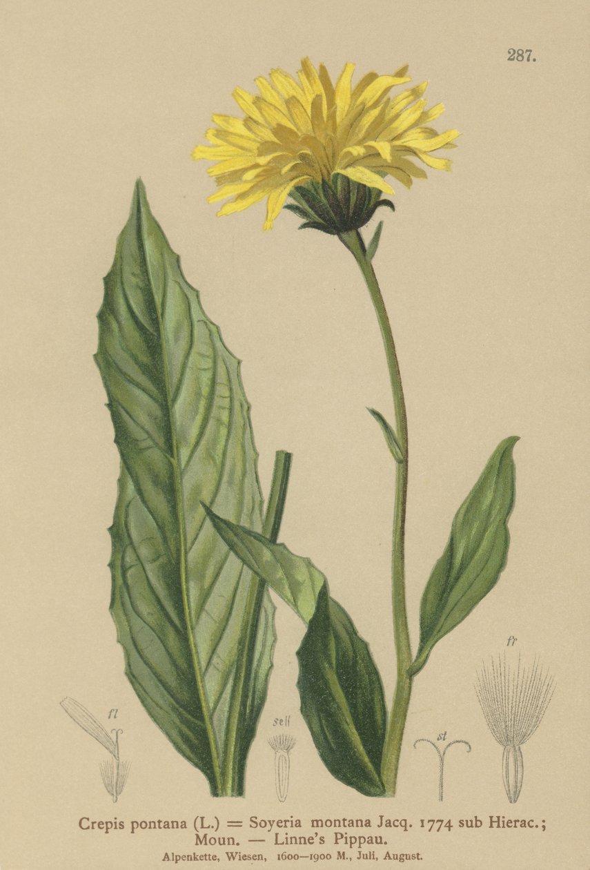 Jastrzębia broda (Crepis bocconi, Crepis pontana, Crepis montana, Hieracium montanum, Soyeria montana) autorstwa German School