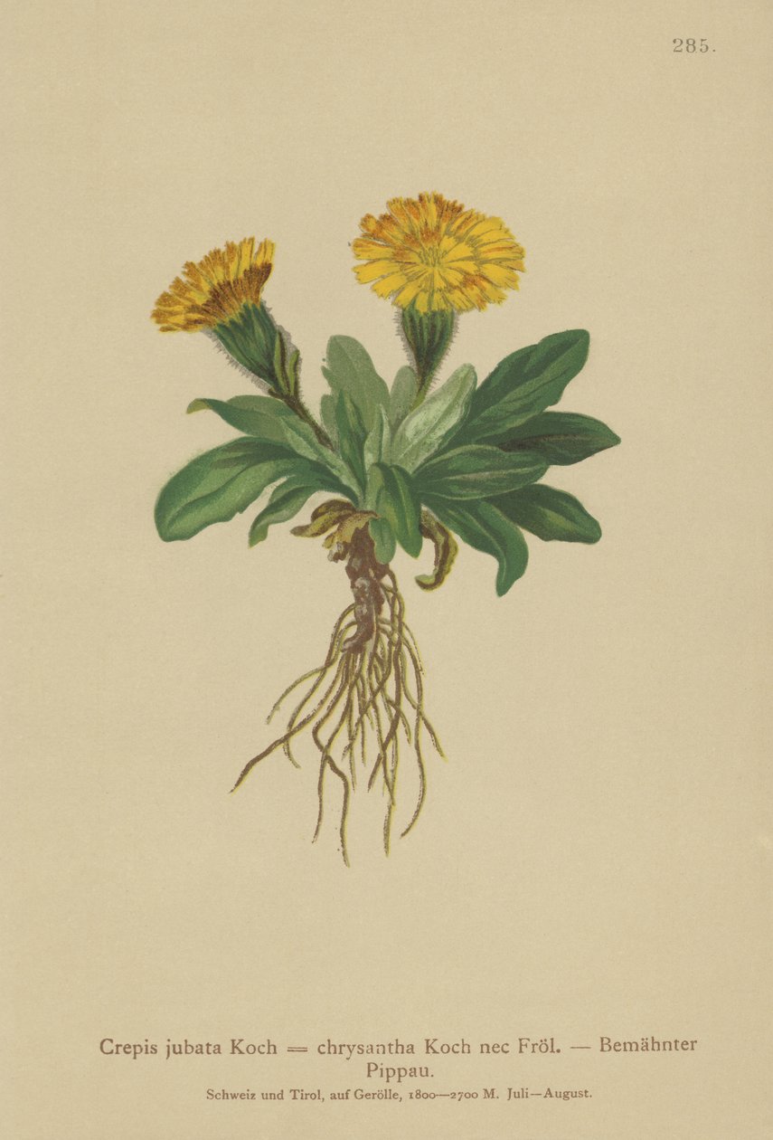 Jastrzębia broda (Crepis jubata, Crepis rhaetica) autorstwa German School