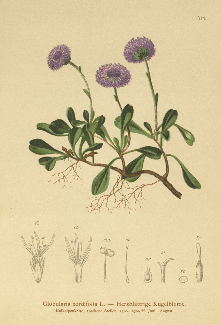 Stokrotka okrągłolistna (Globularia cordifolia) autorstwa German School