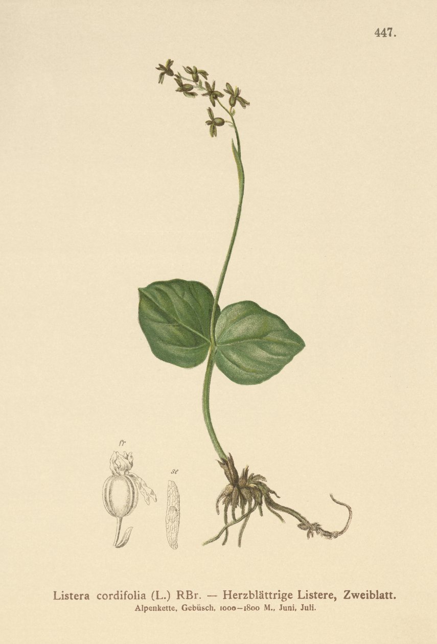 Twayblade sercowate (Listera cordata, Listera cordifolia, Neottia cordata) autorstwa German School