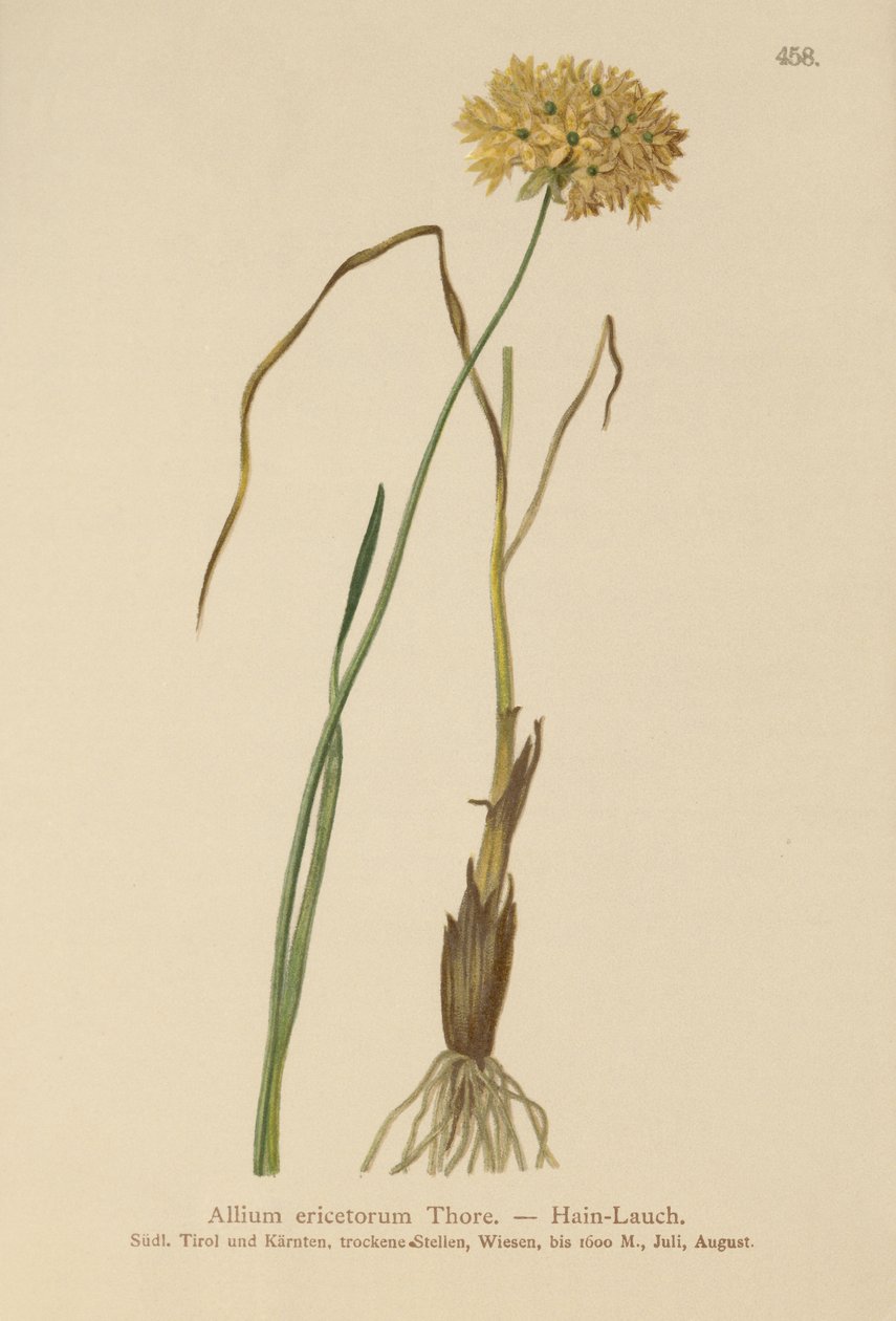 Heath Czosnek (Allium ericetorum, Allium ambiguum, Allium graminifolium) autorstwa German School