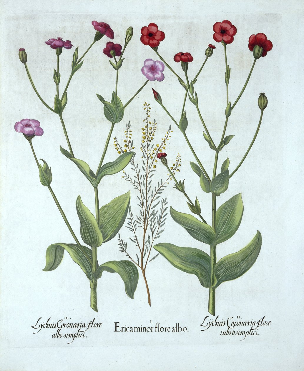 Heather and Two Kinds of Lychnis, z Hortus Eystettensis, Basil Besler (1561-1629), wyd. 1613 (grawerowanie ręcznie kolorowane) autorstwa German School