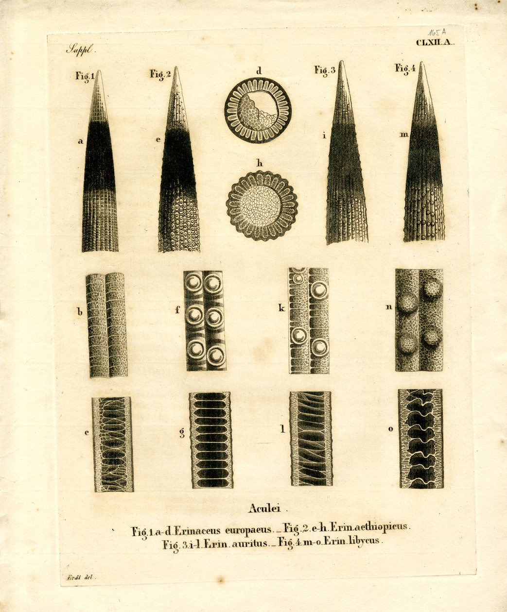 Kolce Jeżowe (kolorowy grawerunek) autorstwa German School