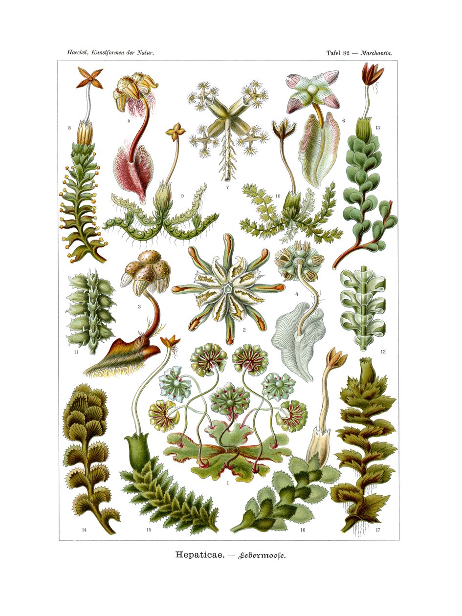 Hepaticae, 1899-1904 autorstwa German School