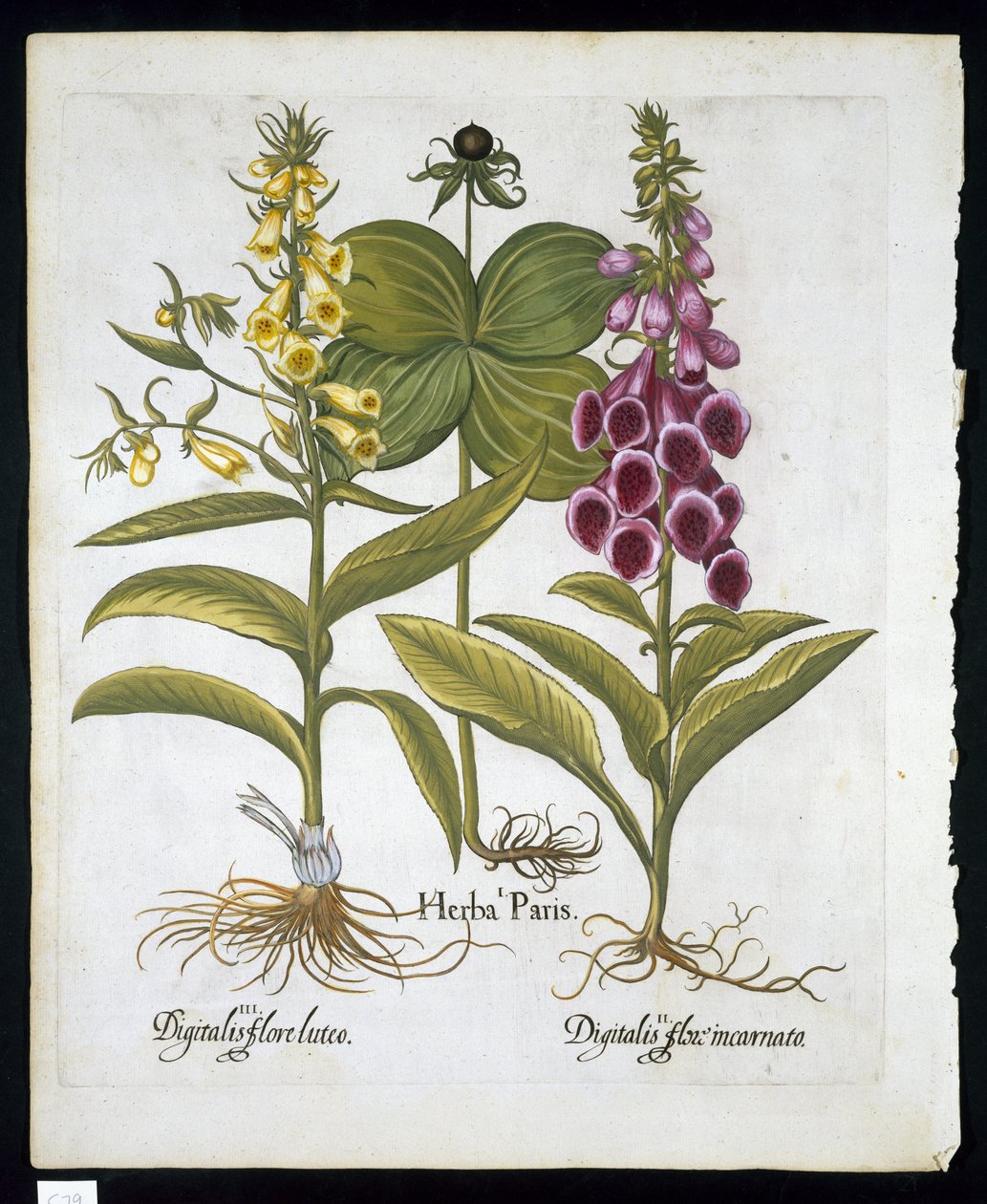 Herb Paris (Solanum quadrifolium), naparstnica pospolita (Digitalis Purpurea) Duża żółta naparstnica z Hortus Eystettensis autorstwa Basila Beslera (1561-1629) pub 1613 (ręcznie barwiony grawerunek) autorstwa German School