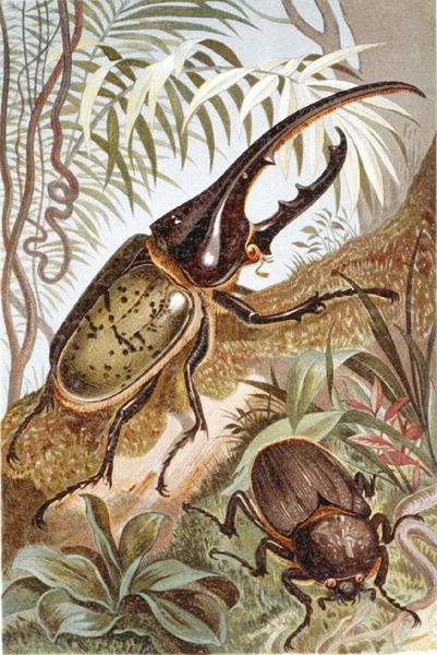 Hercules Beetle, tablica z "Brehms Tierleben: Allgemeine Kunde des Tierreichs", vol.9, s.99, wyd. Bibliographisches Institut autorstwa German School