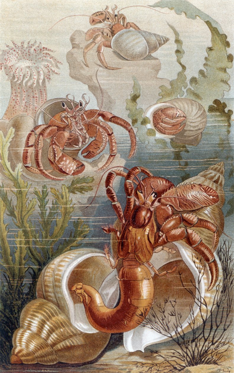 Kraby pustelniki, płyta z życia zwierzęcego Brehma: ogólna wiedza o królestwie zwierząt, t.10, s.38, wyd. Instytut Bibliograficzny, 1893 autorstwa German School