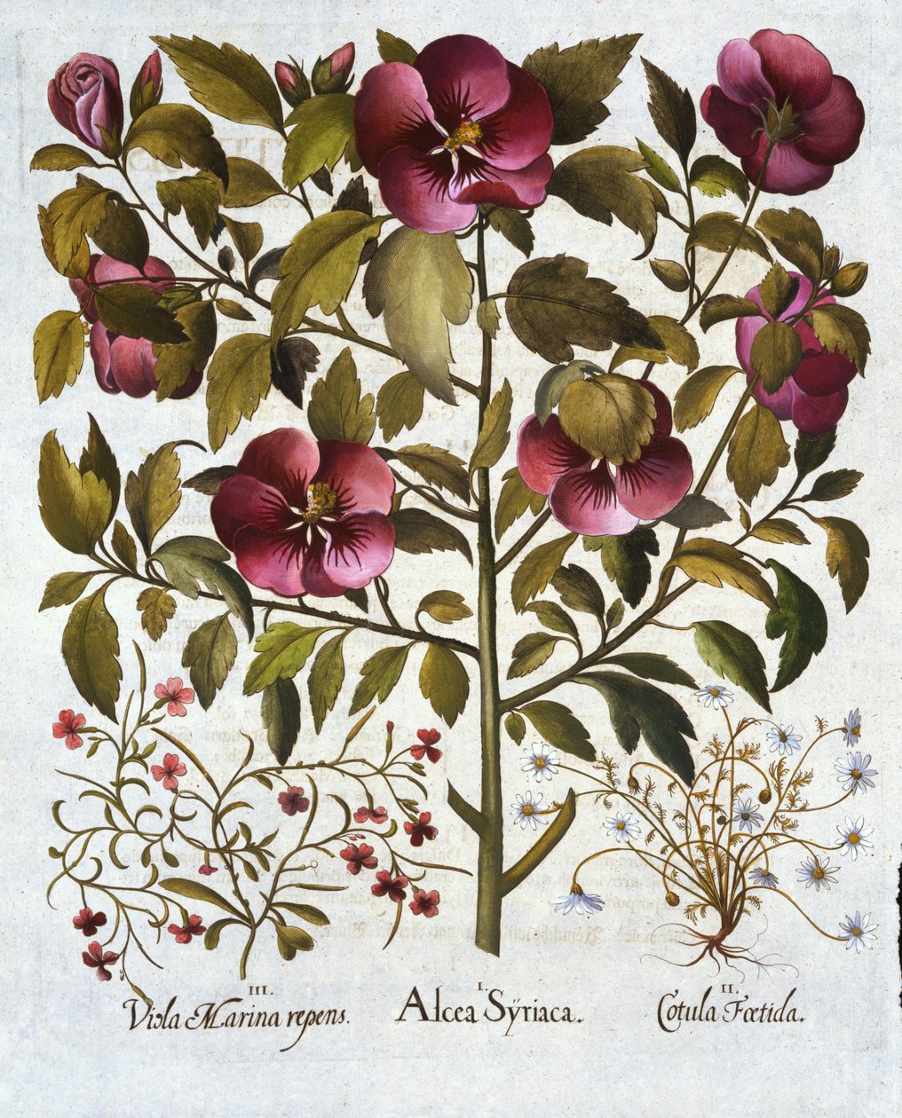 Hibiscus syriacus, śmierdzący rumianek iz Hortus Eystettensis, autorstwa Basila Beslera (1561-1629) wyd. 1613 autorstwa German School