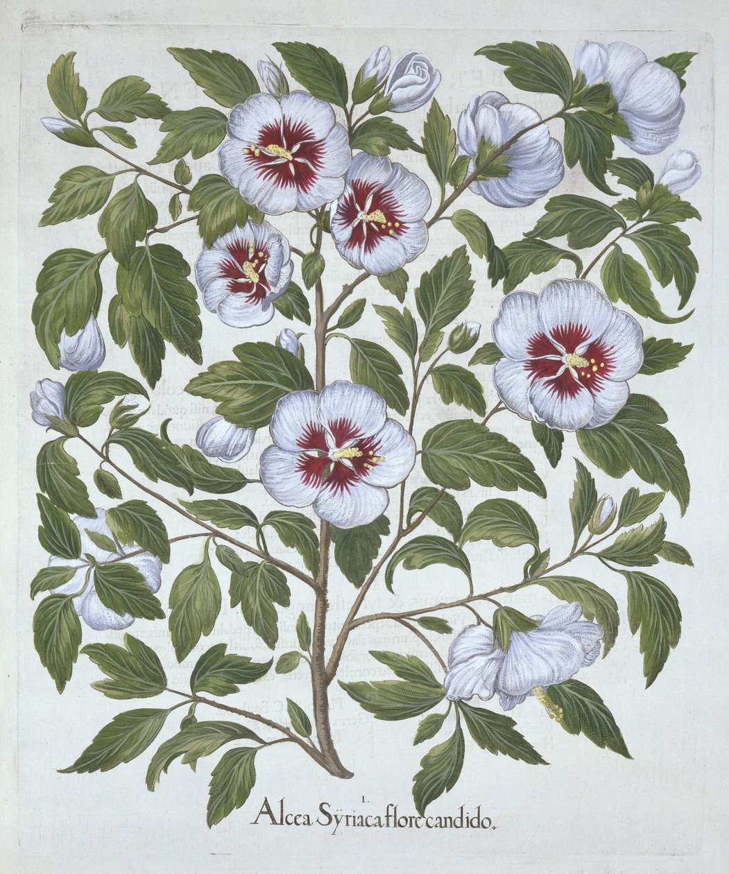Hibiscus syriacus, z Hortus Eystettensis, Basil Besler (1561-1629), wyd. 1613 (grawerowanie ręcznie kolorowane) autorstwa German School