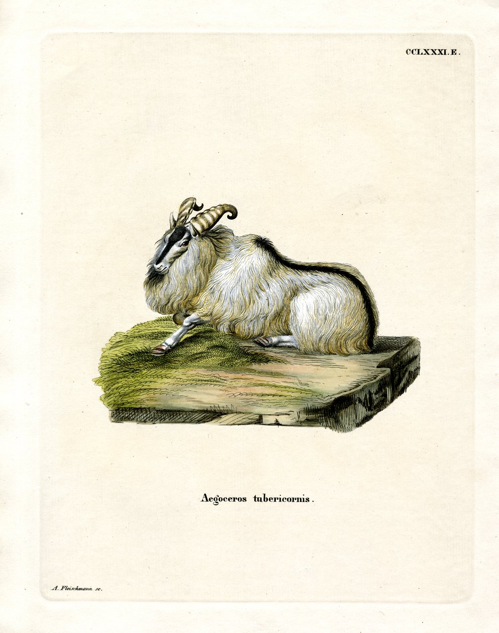 Himalayan Thar (kolorowy grawerunek) autorstwa German School