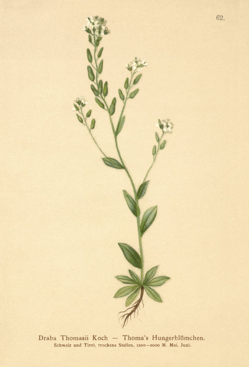 Trawa zielona (Draba Thomasii) autorstwa German School