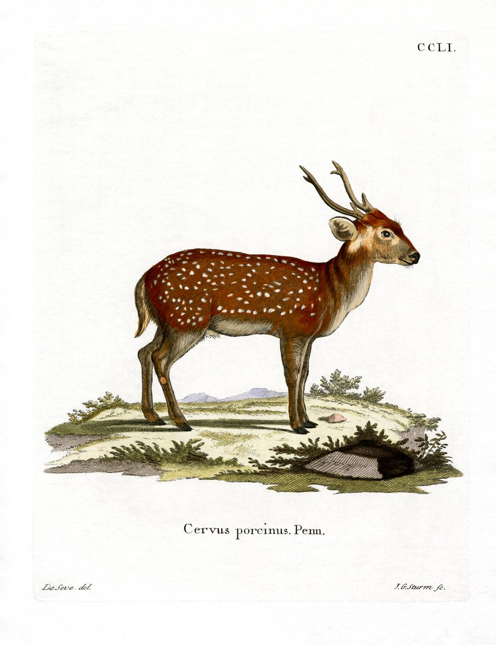 Hog Deer (kolorowy grawerunek) autorstwa German School