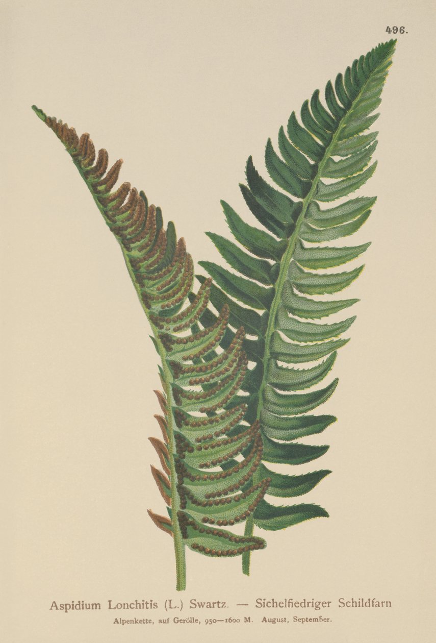 Ostrokrzew (Aspidium Lonchitis, Polystichum lonchitis) autorstwa German School