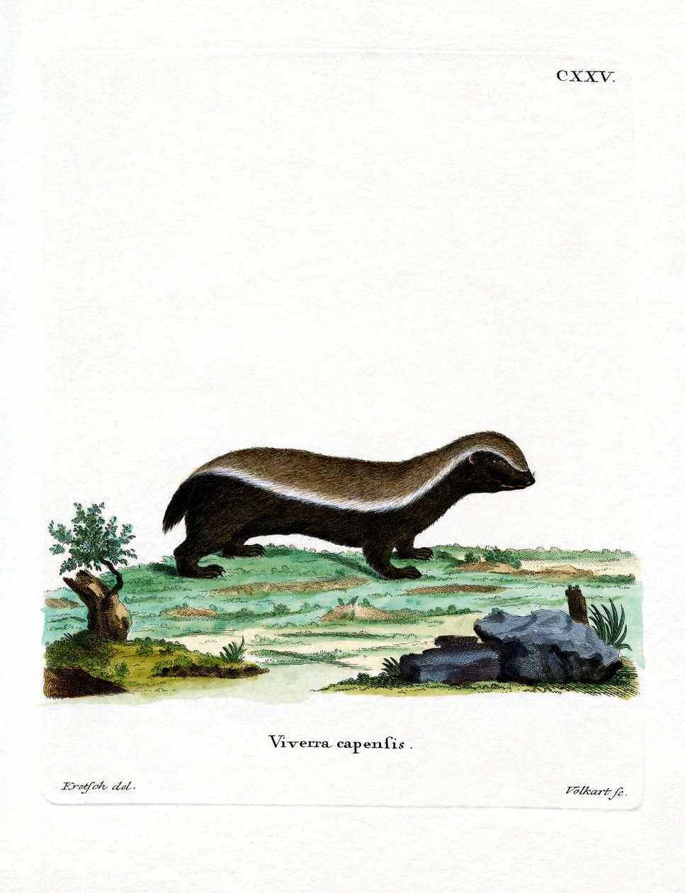 Honey Badger (kolorowy grawerunek) autorstwa German School