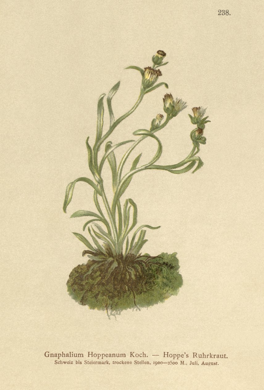 Coppweed Hoppe (Gnaphalium Hoppeanum, Omalotheca hoppeana) autorstwa German School
