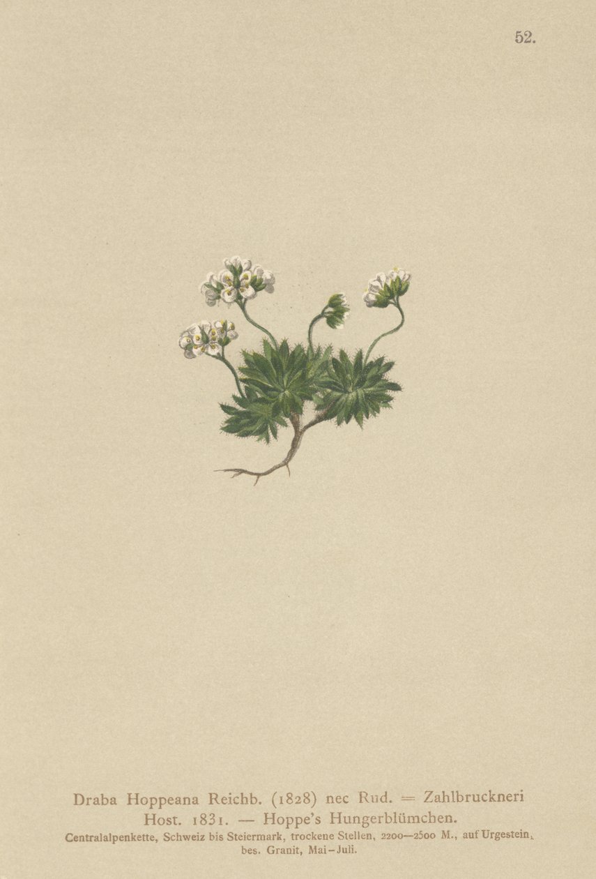 Trawa Hoppes Whitlow (Draba Hoppeana, Draba Zahlbruckneri) autorstwa German School