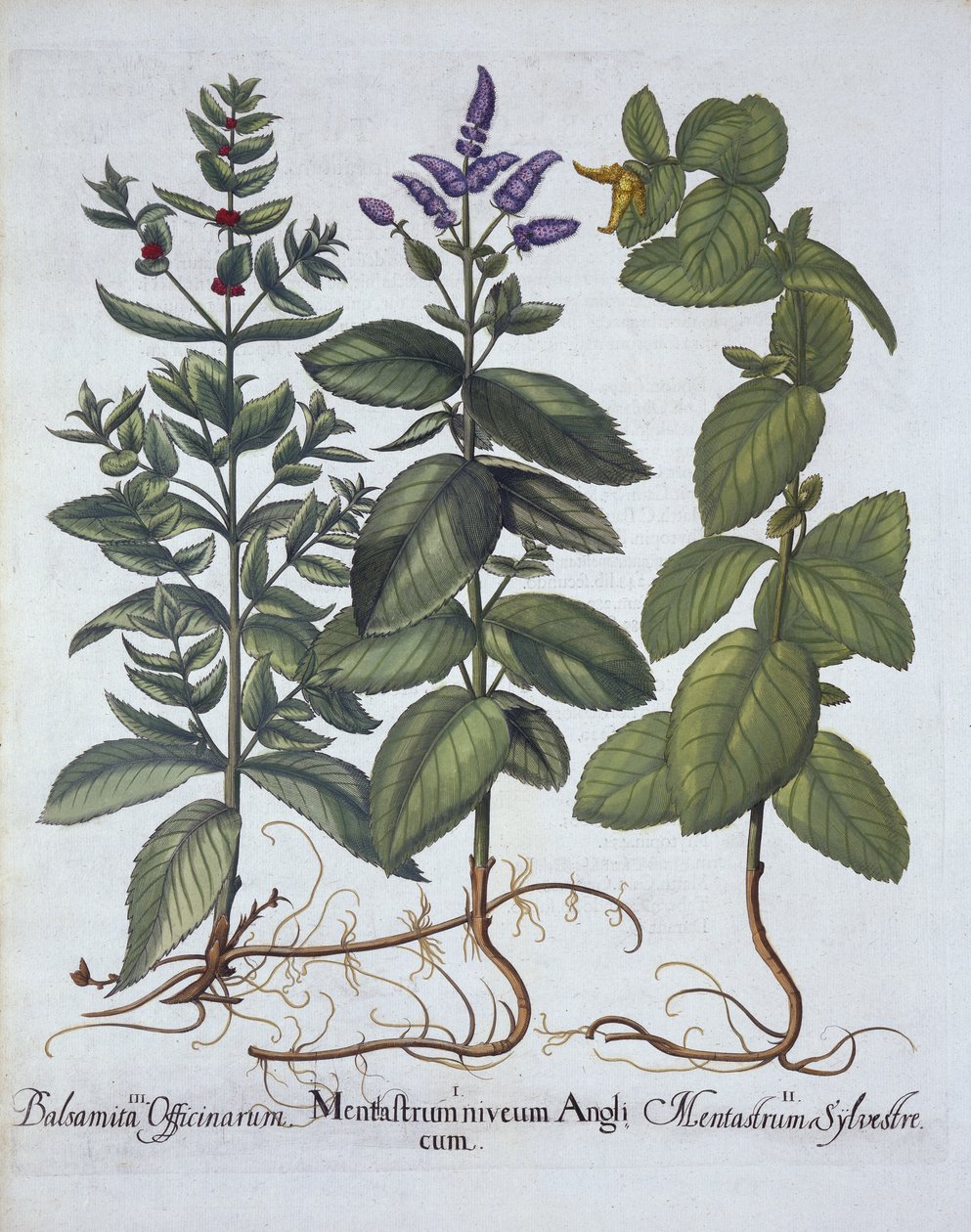 Horsemint and Spearmint, z Hortus Eystettensis, Basil Besler (1561-1629), wyd. 1613 (grawerowanie ręcznie kolorowane) autorstwa German School