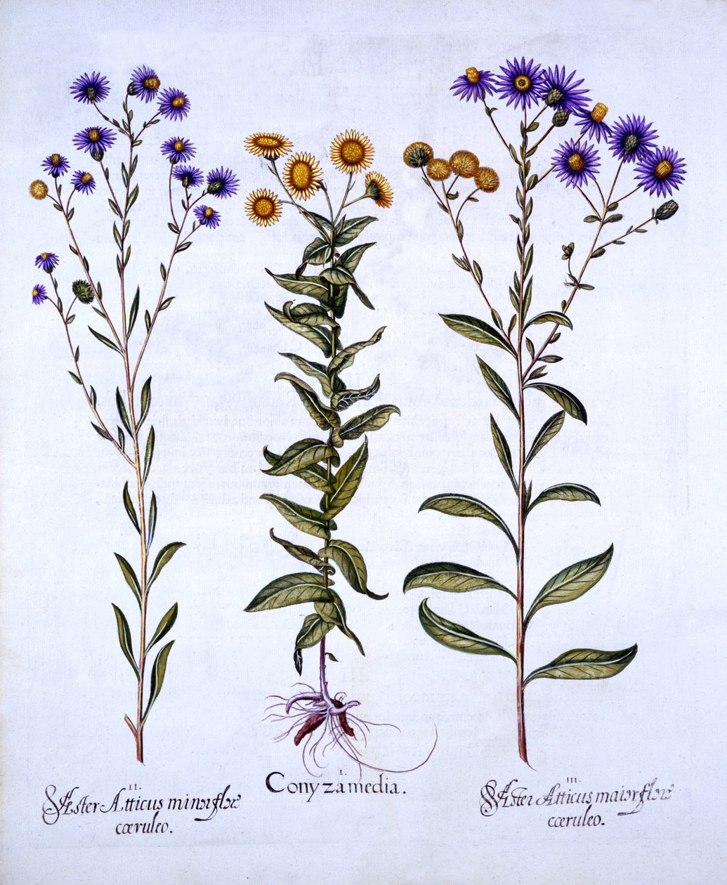 HorseweedButterweedFleabane i European Michaelmas Daisies, z Hortus Eystettensis, Basil Besler (1561-1629), wyd. 1613 (grawerowanie ręcznie kolorowane) autorstwa German School