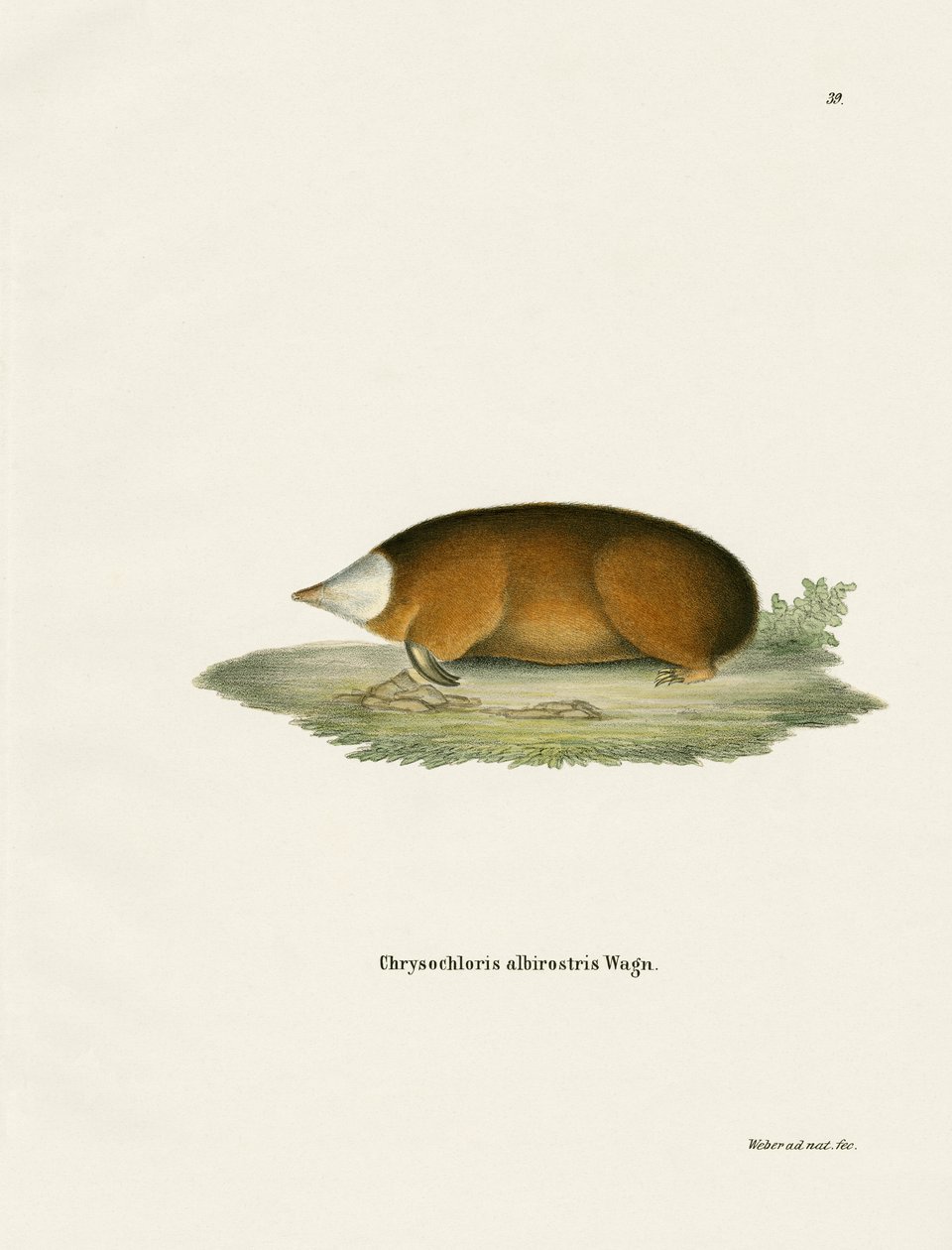 Hottentot Golden Mole (kolorowy grawerunek) autorstwa German School