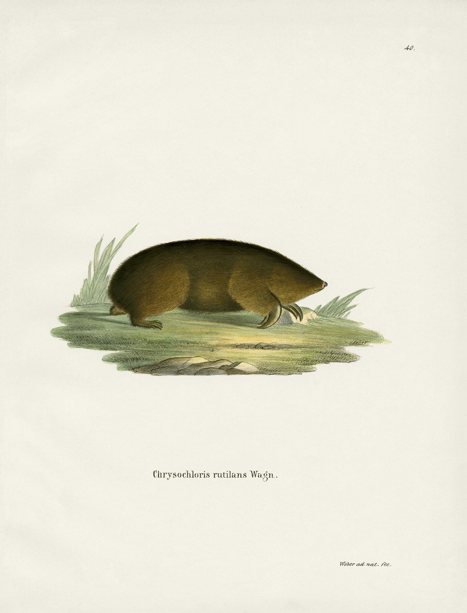 Hottentot Golden Mole (kolorowy grawerunek) autorstwa German School