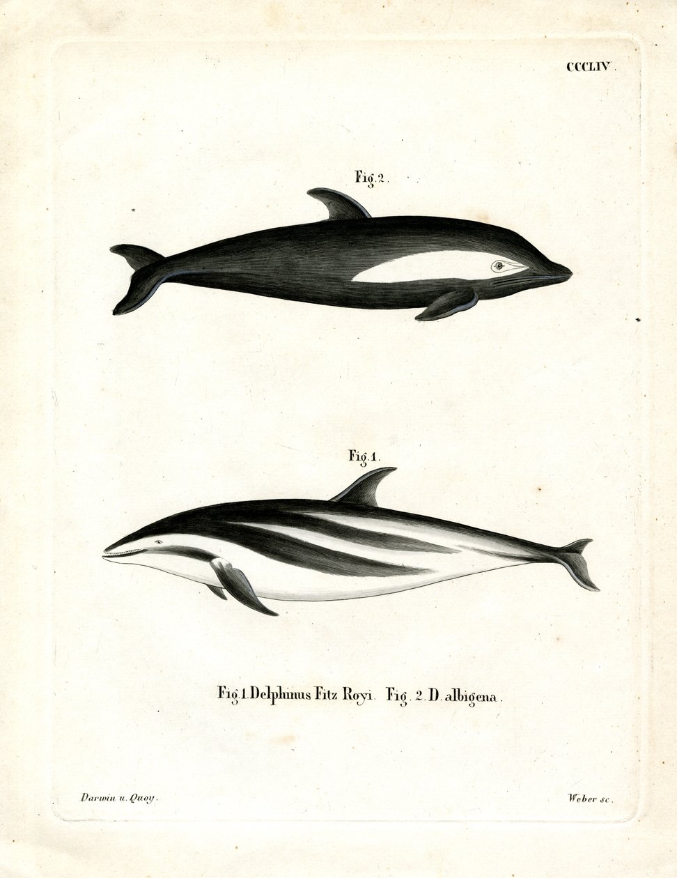 Klepsydra Delfin (kolorowy grawerunek) autorstwa German School