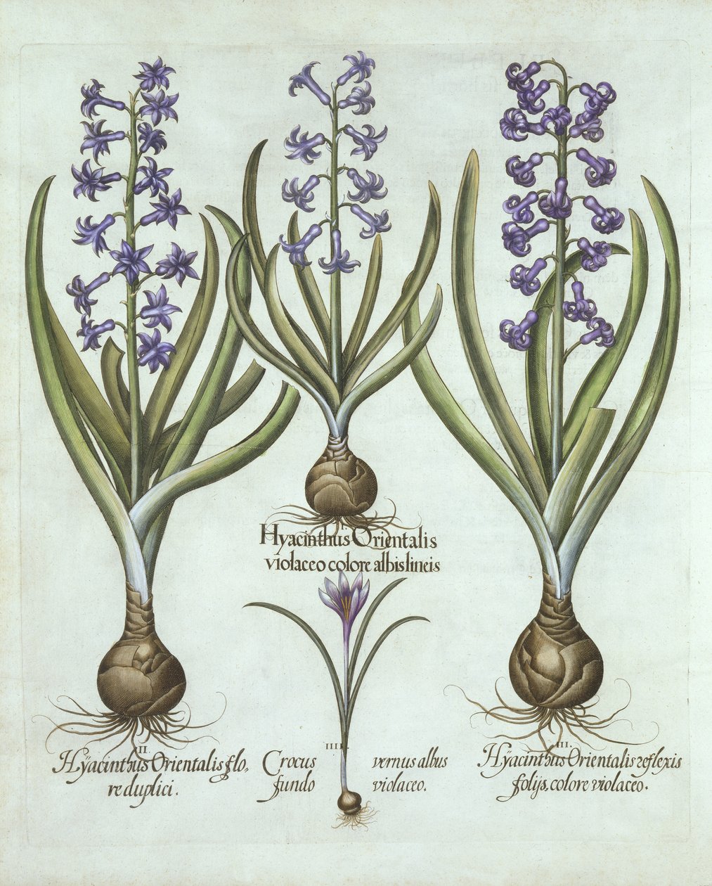 Hiacynty i jesienny krokus, z Hortus Eystettensis, Basil Besler (1561-1629), wyd. 1613 (grawerowanie ręcznie kolorowane) autorstwa German School