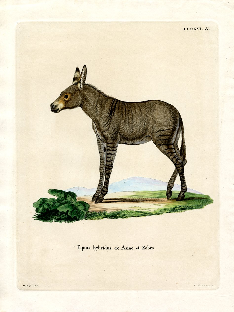 Hybridd Zebra (kolorowy grawerunek) autorstwa German School