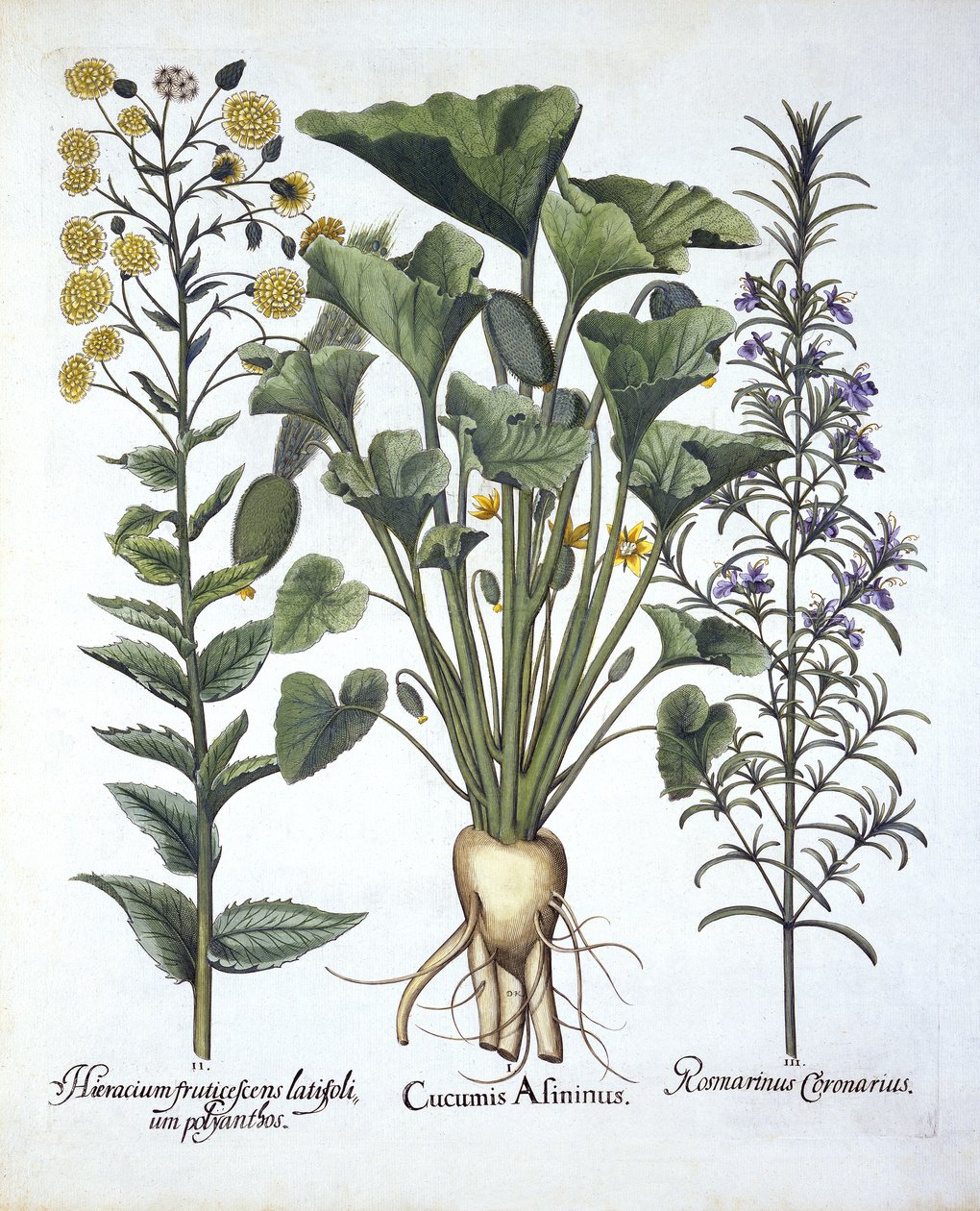 I Tryskający ogórek, ii Jastrzębiowiec wąskolistny, iii Rozmaryn, z Hortus Eystettensis, wyd. Basil Besler (1561-1629) wyd. 1613 autorstwa German School