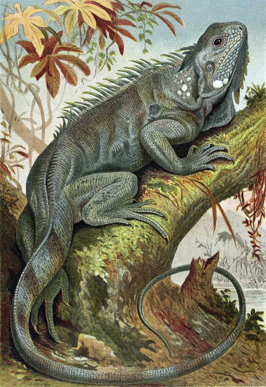 Iguana, płyta z Brehms Tierleben> Ogólna wiedza o królestwie zwierząt, t. 7, s. 88, wyd. Instytut Bibliograficzny, 1892 autorstwa German School
