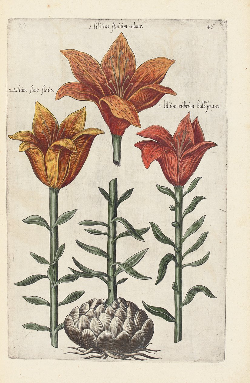 Ilustracja z "Florilegium ... traktowanie różnych kwiatów i innych roślin wskaźnikowych jako żywo nakreślonych w dwóch częściach i ułożonych w czterech językach autorstwa German School