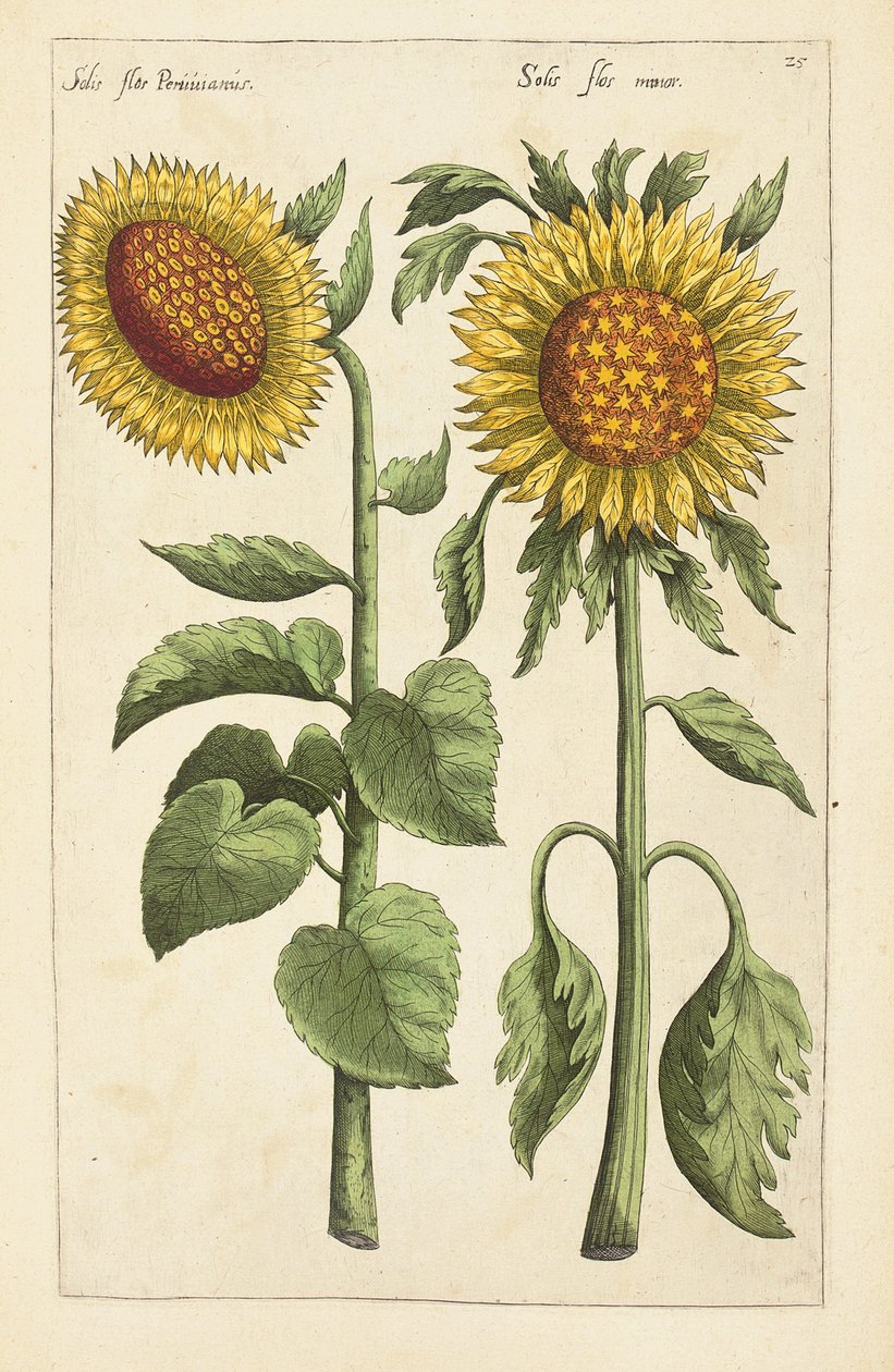 Ilustracja z "Florilegium ... traktowanie różnych kwiatów i innych roślin wskaźnikowych jako żywo nakreślonych w dwóch częściach i ułożonych w czterech językach autorstwa German School