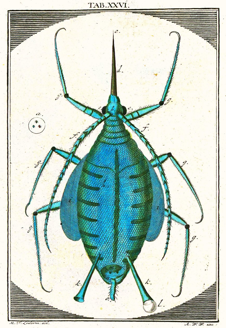 Ilustracja przedstawiająca mszycę, Musement Microscopique, 1764 (kolorowe grawerowanie) autorstwa German School