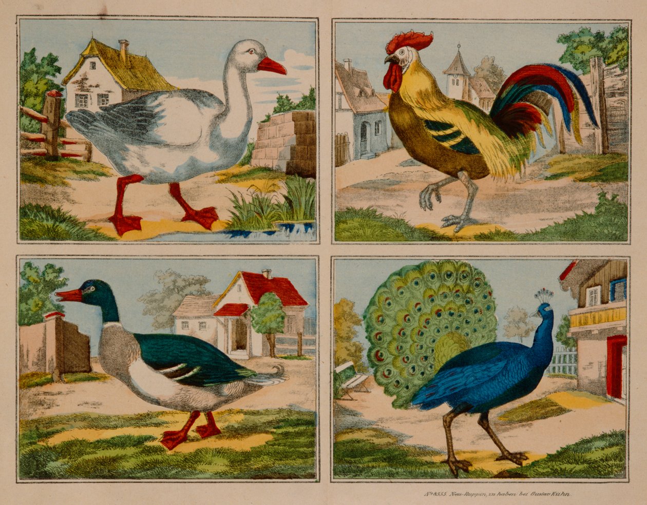 Ilustracja przedstawiająca kaczkę, gęś, pawia i koguta, Neuruppiner Bilderbogen autorstwa German School