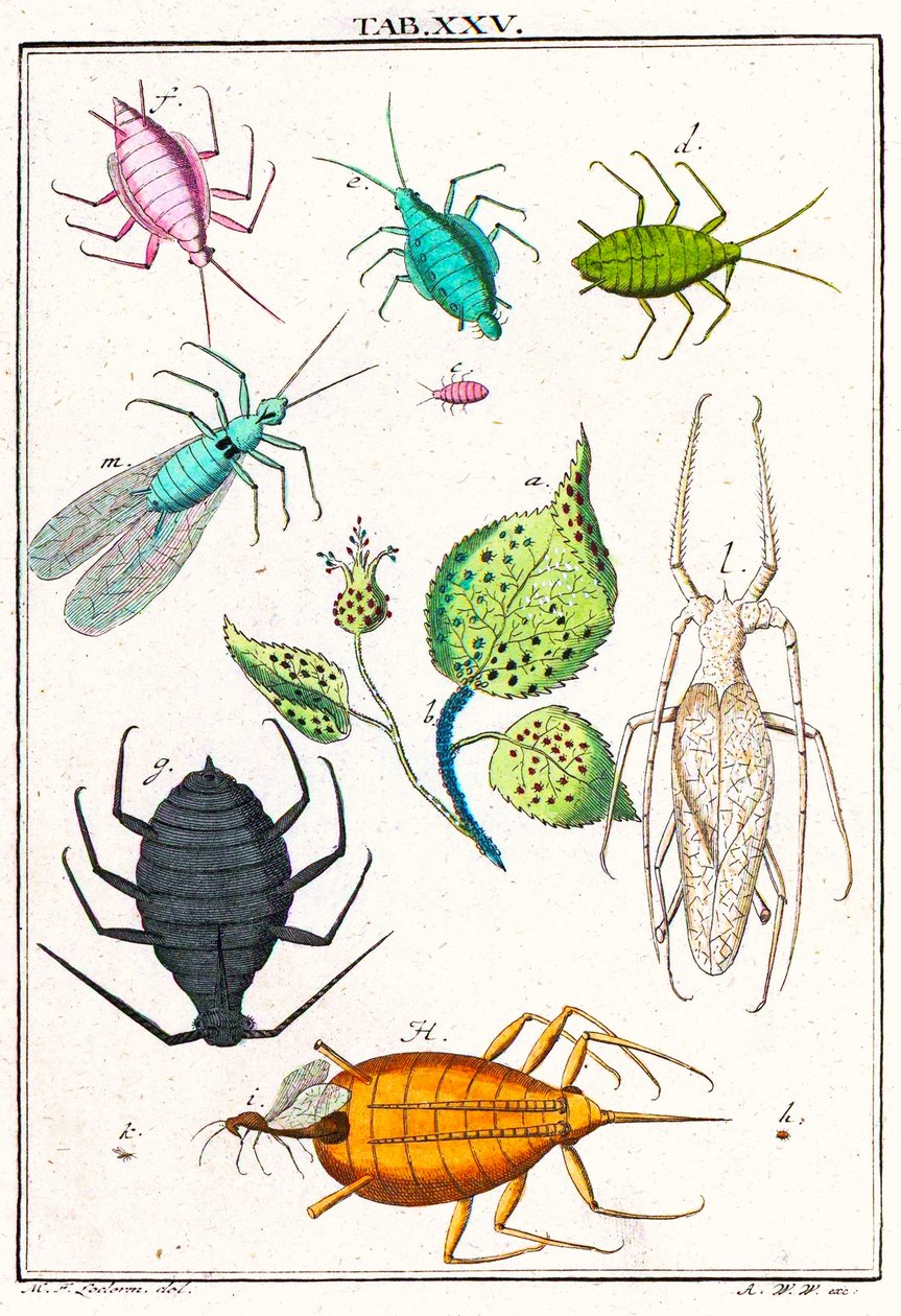 Ilustracja przedstawiająca różne szkodniki ogrodowe, Musement Microscopique, 1764 (kolorowe grawerowanie) autorstwa German School