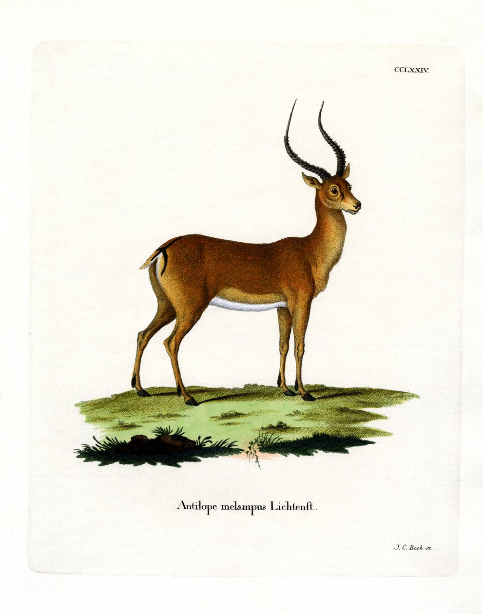 Impala (kolorowy grawer) autorstwa German School
